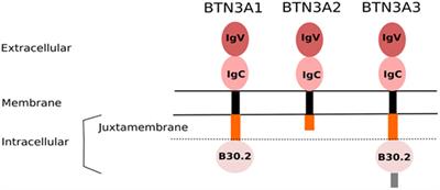 Towards Deciphering the Hidden Mechanisms That Contribute to the Antigenic Activation Process of Human Vγ9Vδ2 T Cells